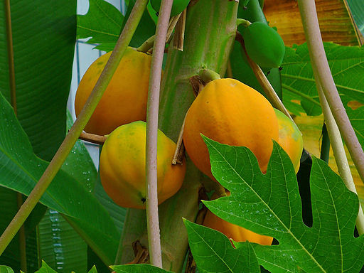 Hviderusland havde åbenbart rekordhøst af papaya  Foto: H.Zell