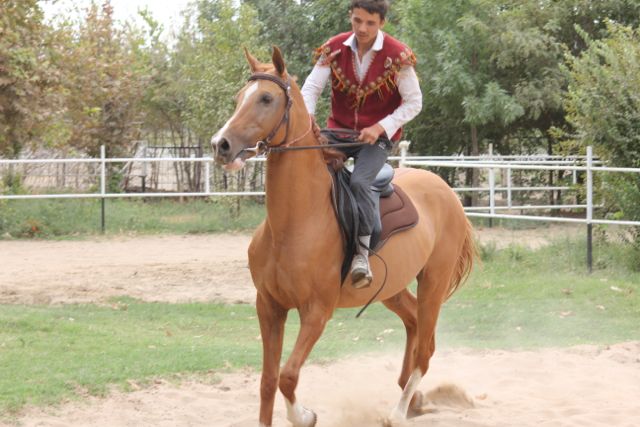 En Akhal-Teke hest i Turkmenistan Foto: Ota Tiefenböck